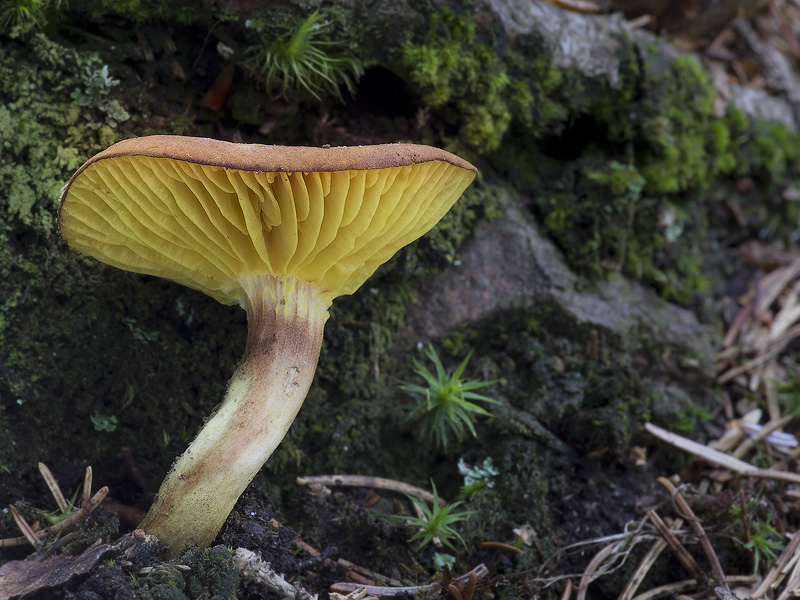 Phylloporus pelletieri